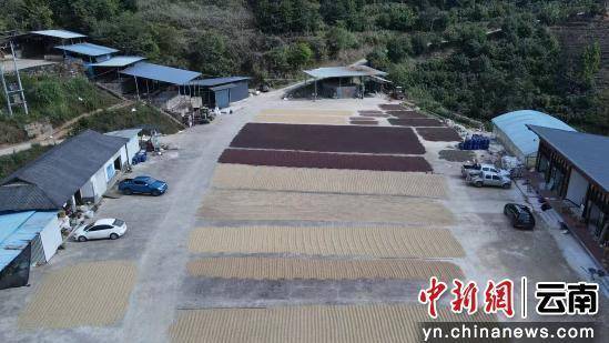 动大产业走出特色发展路开元棋牌澜沧小咖啡撬