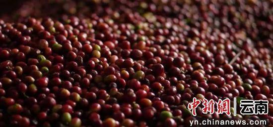 动大产业走出特色发展路开元棋牌澜沧小咖啡撬(图2)