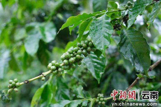 动大产业走出特色发展路开元棋牌澜沧小咖啡撬(图3)