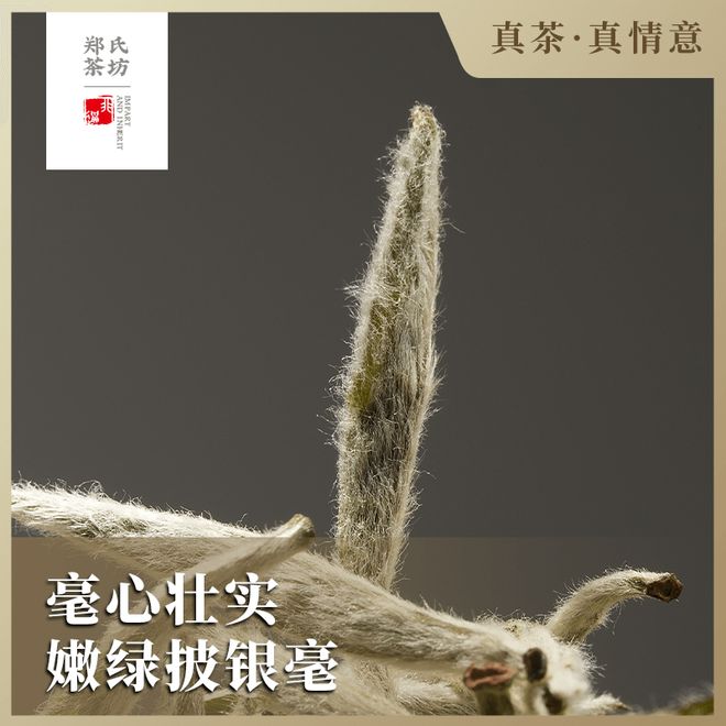 针：一盏白茶里的千年匠心开元棋牌郑莲英特