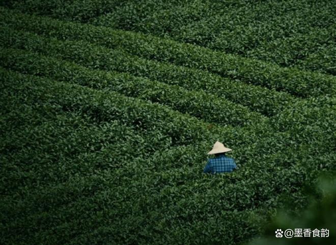 针：一盏白茶里的千年匠心开元棋牌郑莲英特级白毫银(图2)