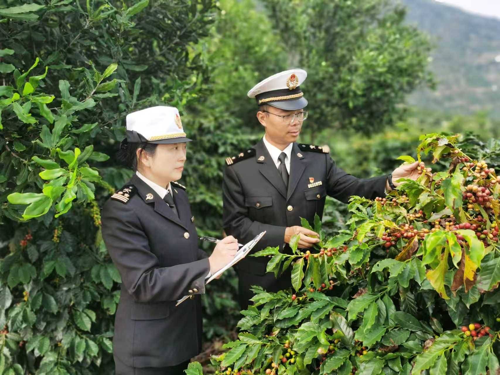 口咖啡及其制品84亿元居全国首位开元棋牌试玩今年前11个月云南出(图1)